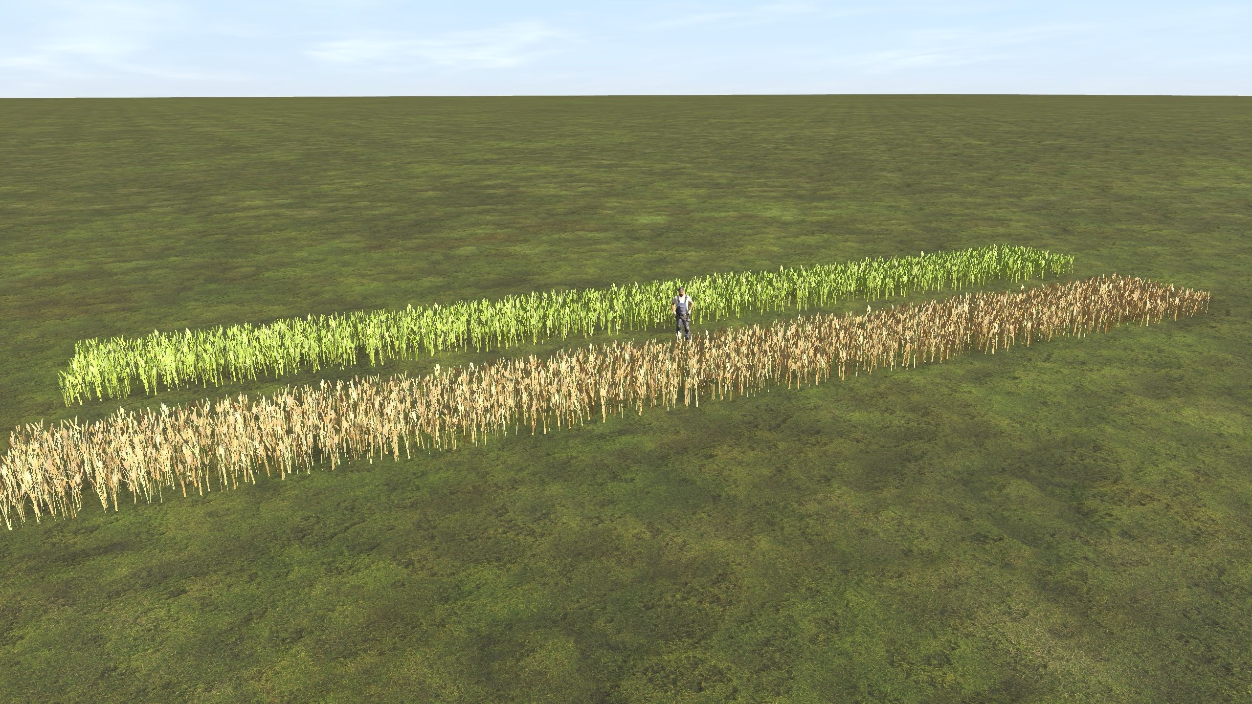 wheat-splines.jpg